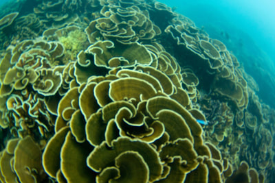 mentawais islands reef break lances right